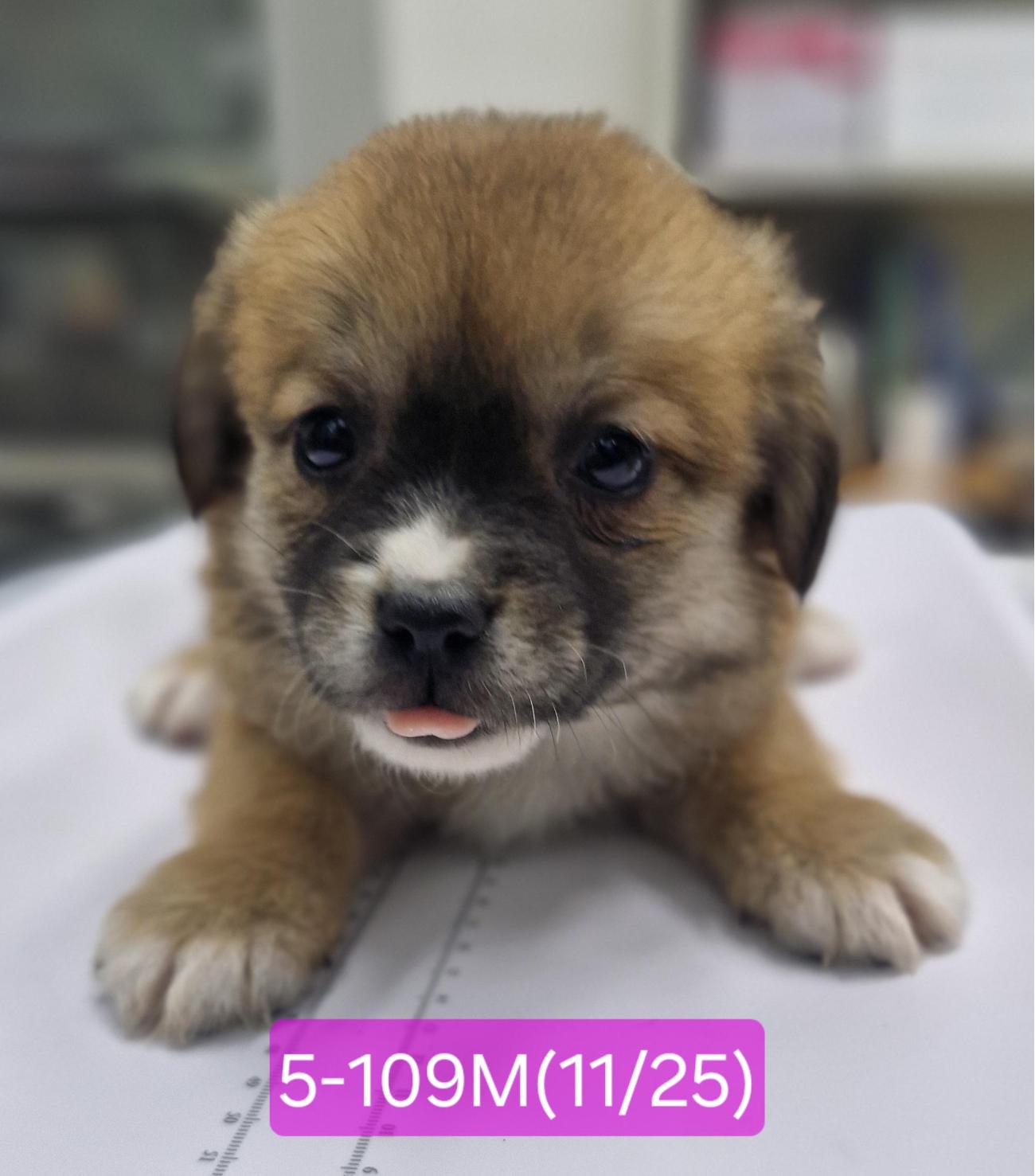 보호중 믹스견의 가…